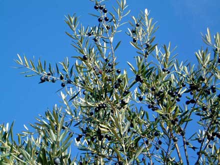 Maison en Provence a louer pour les vacances